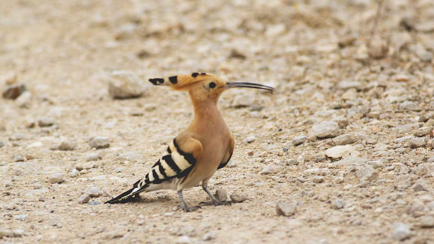 Eurasian Hoopoe
